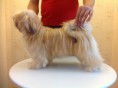 /album/rmoretto-cane-adele-oneandonly/a2013-12-31-17-45-16-jpg/